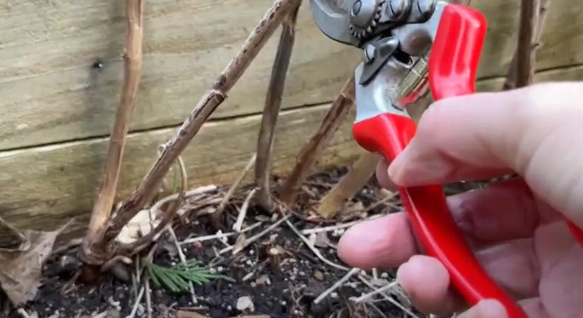 Ne várj tavaszig: a málna most igényli a gondoskodást és a tápanyagokat