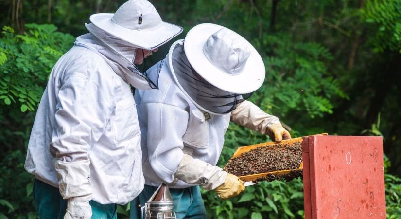 Bizakodhatnak a méhészek 2026-ban - A kaptárakban teljes a készültség, berobbanhat a tavasz