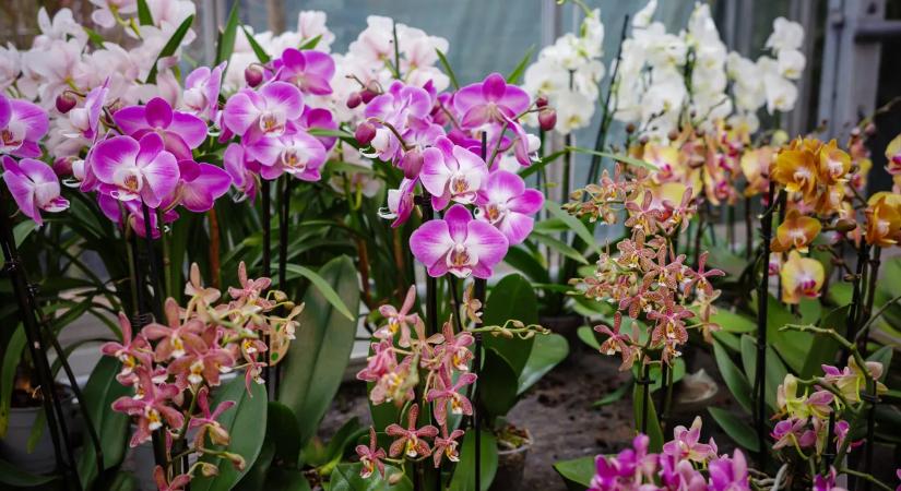 Nem virágzik az orchidea? Mutatjuk, mit kell tenned
