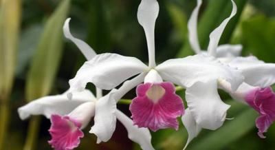 Orchidea és Bromélia Kiállítás, 2026. március 19-22.