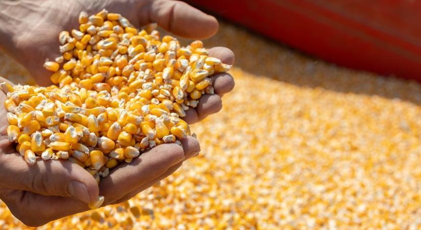 Takarmány minősége tél végén: 7 jel, hogy romlik a készlet