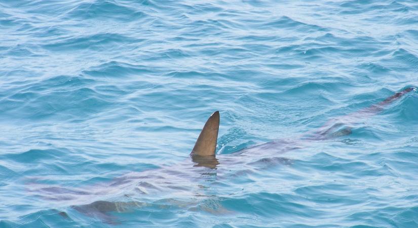 Videó: óriáscápa jelent meg Horvátország partjainál, figyelmeztették a lakosságot