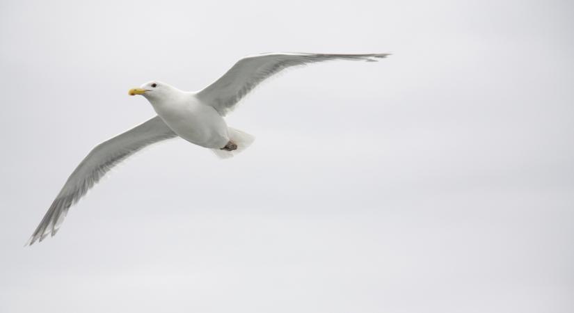 Sikeres újraélesztés a focipályán – Videón, ahogy egy sirályt ment meg a csapatkapitány