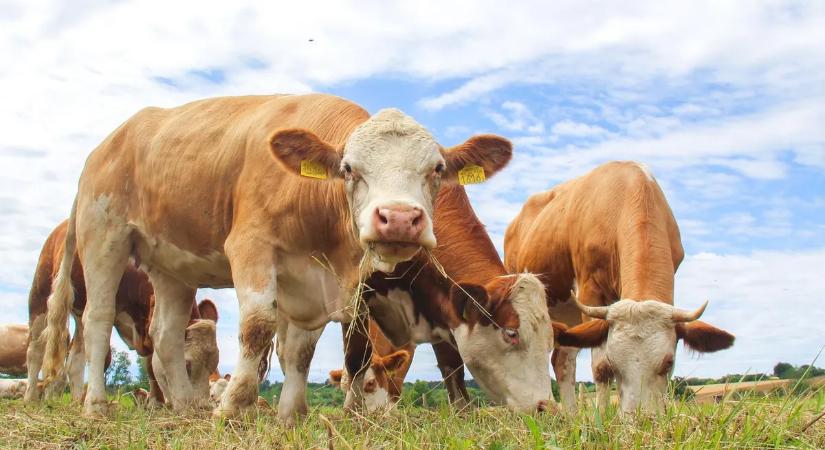 Ursula alkuja veszélybe sodorja a környezetet, az agráriumot, az állatjólétet és az élelmiszerbiztonságot