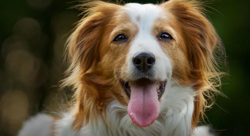 Értik a kutyák, amit mondasz? Ezért billentik oldalra a fejüket, ha beszélsz hozzájuk