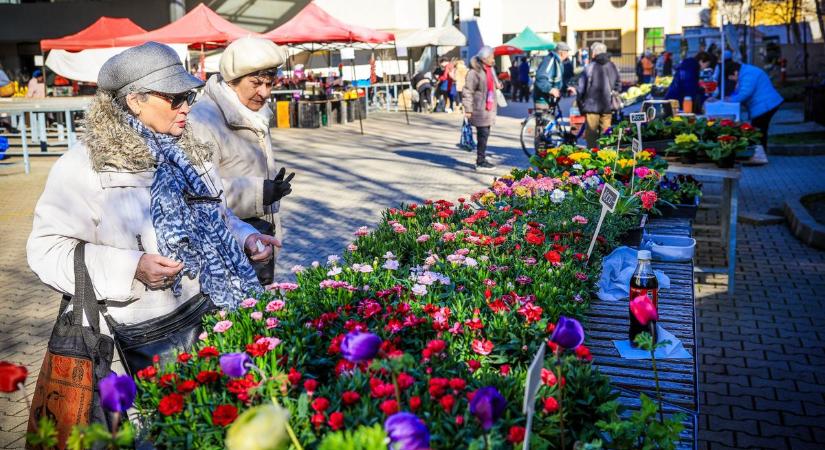 Beköszöntött a tavasz a szekszárdi piacra: primulák, barkák sokasága (galériával)