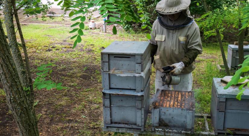 Riadót fújtak a hazai szakemberek: új, pusztító kártevő fenyegeti a magyar méheket