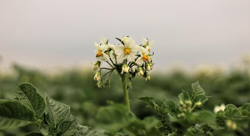 Túltermelés fenyegeti a burgonyaszezont az Európai Unióban