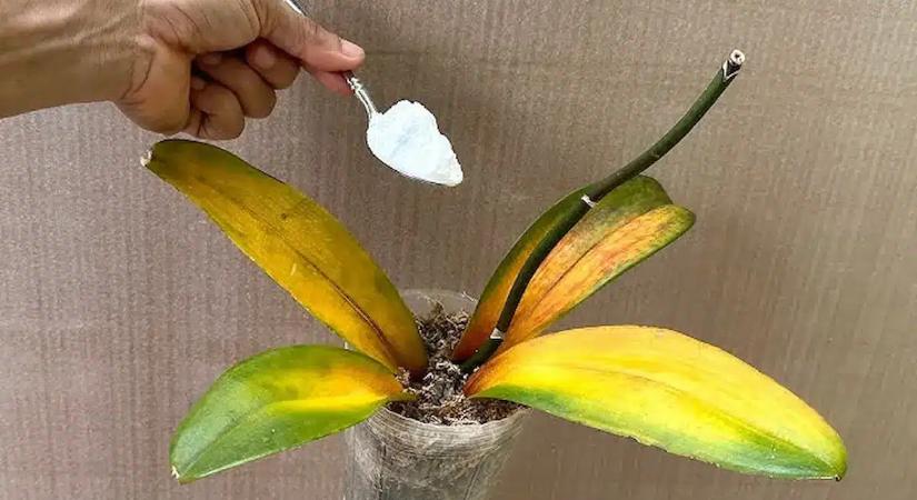 A 4 leggyakoribb orchideagondozási hiba, amit a szakértők újra és újra látnak