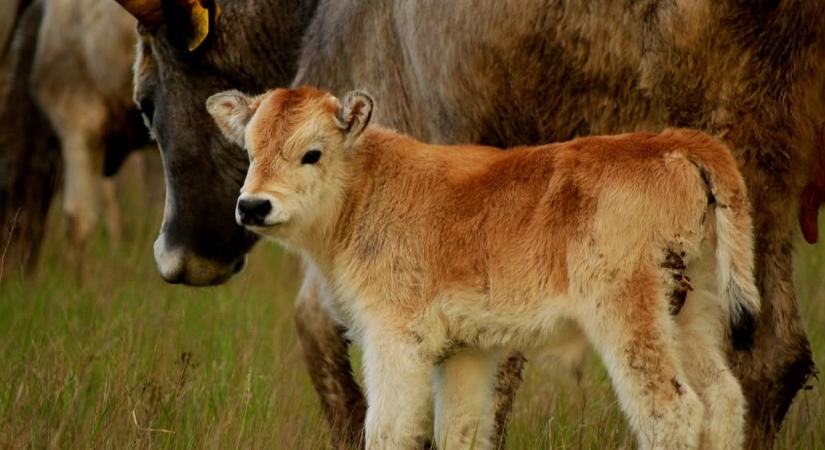 Legelők világa a város szívében – a pásztorok öröksége költözik a Néprajzi Múzeumba