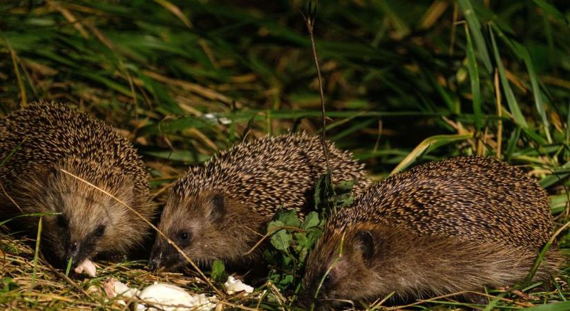 Vigyázat, óvatosan bolygassuk a lomb- és gallykupacokat, mert sünök lehetnek alattuk! (videó)