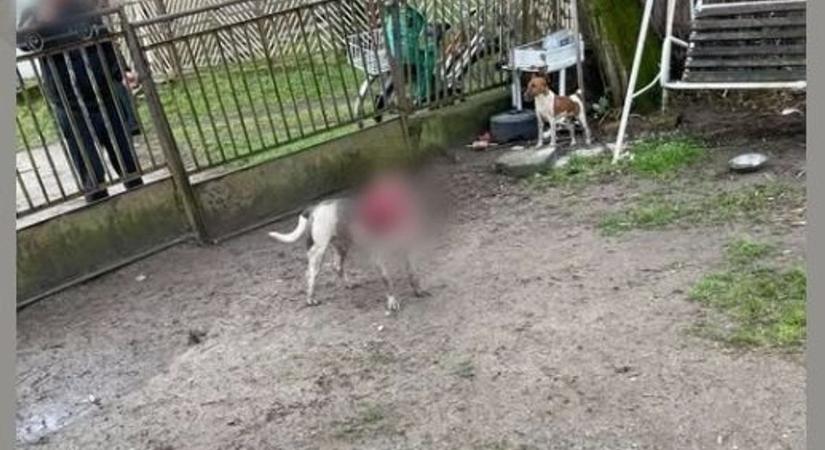 Pitbull tépte szét a németjuhászt Lengyeltótiban