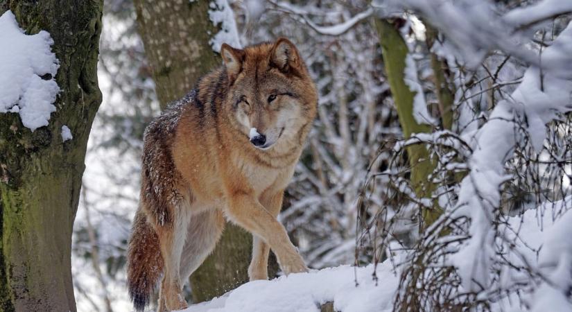 Kiderült az igazság a farkasinvázióról
