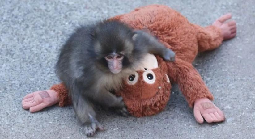 Az internet sztárja lett a kis majom, akit kiközösítettek társai
