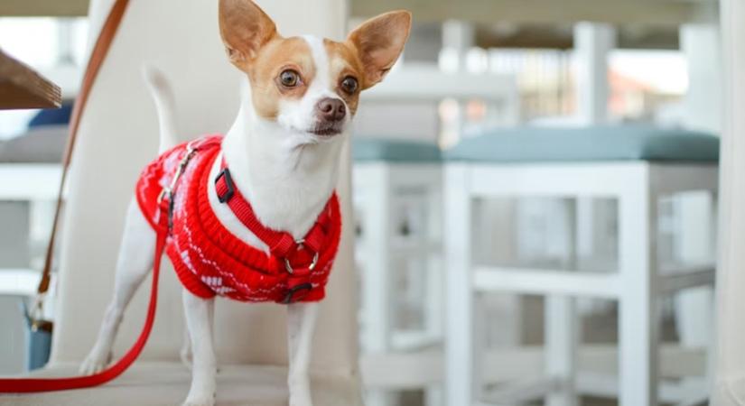 Miért remegnek annyit a kistestű kutyák? A csivava nem hisztis – a fizika csípi meg