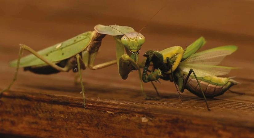 Veszélyes a Magyarországon is terjedő óriás imádkozó sáska