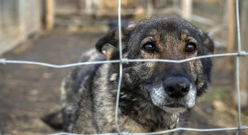 Empátia nélküli frusztrált emberek kínoznak állatokat, az internetnek köszönhetően több esetről szerzünk tudomást