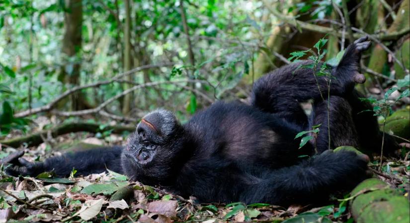 Kiderült, hogy a csimpánzok is szeretnek berúgni