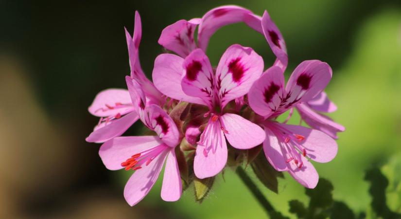 Tele lesz virággal a muskátli, ha így gondozza februárban