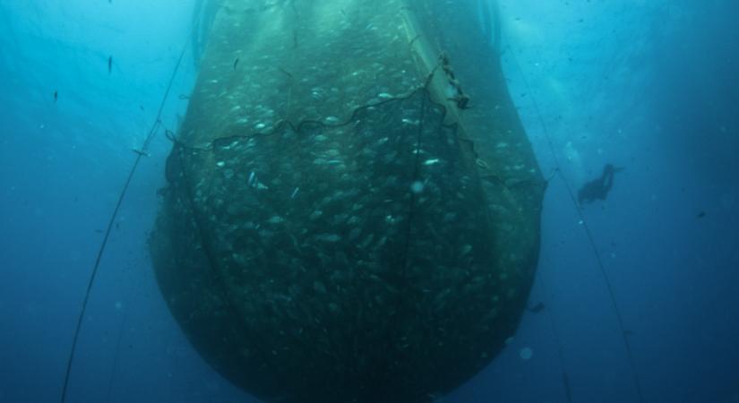 Már egytized foknyi felmelegedés is katasztrofális hatással van a tengeri élővilágra