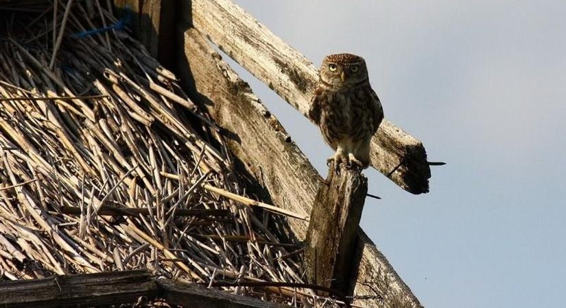A baglyok törpéje a kuvik