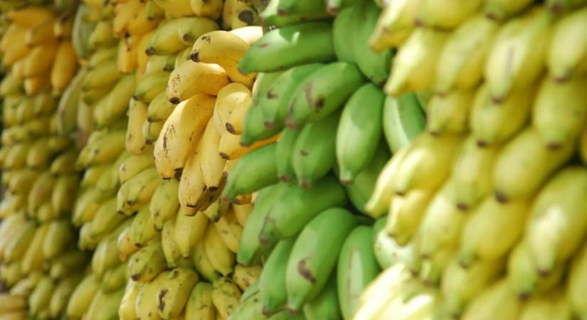 Banánpánik 2.0: egy vad banán génje mentheti meg a reggeli zabkásádat