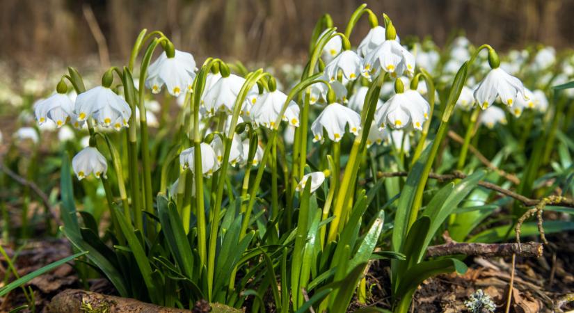 Gumicsizmát fel! Elképesztő látvány fogad az Őrségben: újra megnyílt a híres tőzikés erdő