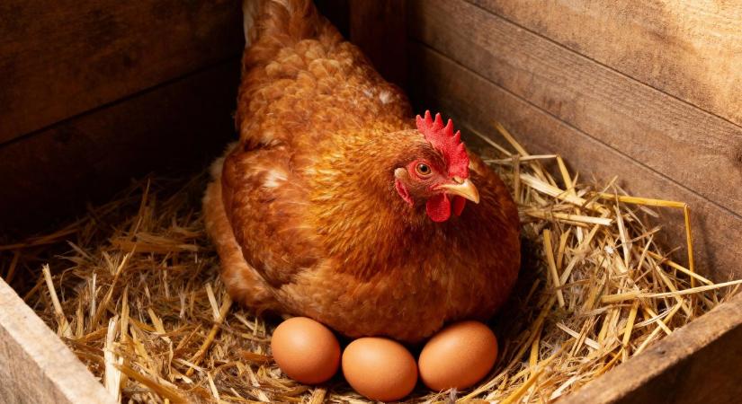 Baromfi tojástermelés tél végén – világítás, takarmány és stressz