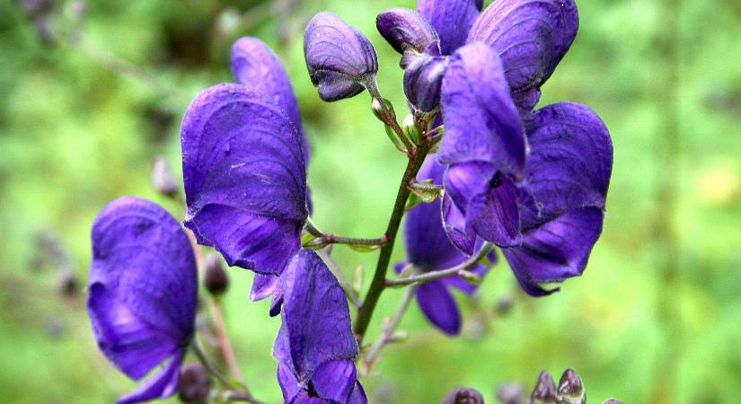 Egy valóban veszélyes növény - a kék sisakfű