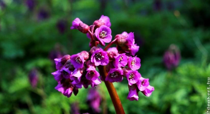 Ez a három legszebb márciusi virág a kertből