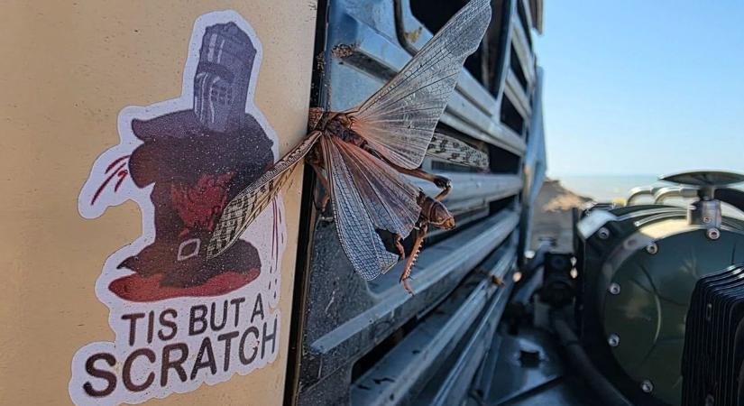 Mint egy bibliai átok: söprik a sáskákat a bamakósok