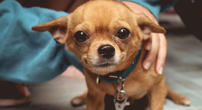 Ezért reszketnek állandóan a pici kutyák