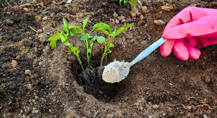 Ezt a 6 növényt kora tavasszal érdemes elültetni