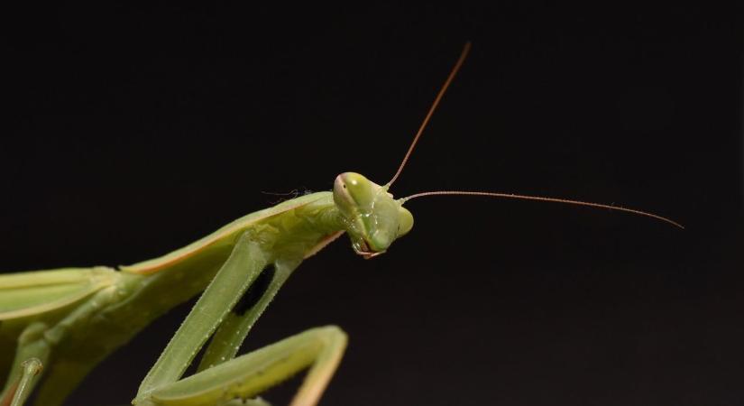 Veszélyes, óriás rovar terjed Magyarországon