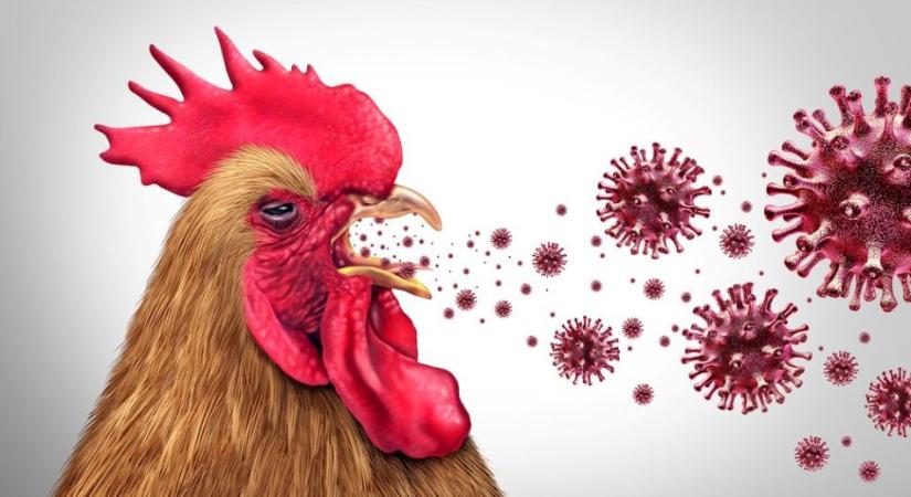 Már megint – Új telepen jelent meg a madárinfluenza Csongrád-Csanád vármegyében