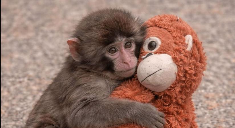 Punch, a kismajom is az ölelést választja – A gyakori fejfájás, hasfájás a bullying testi tünetei lehetnek