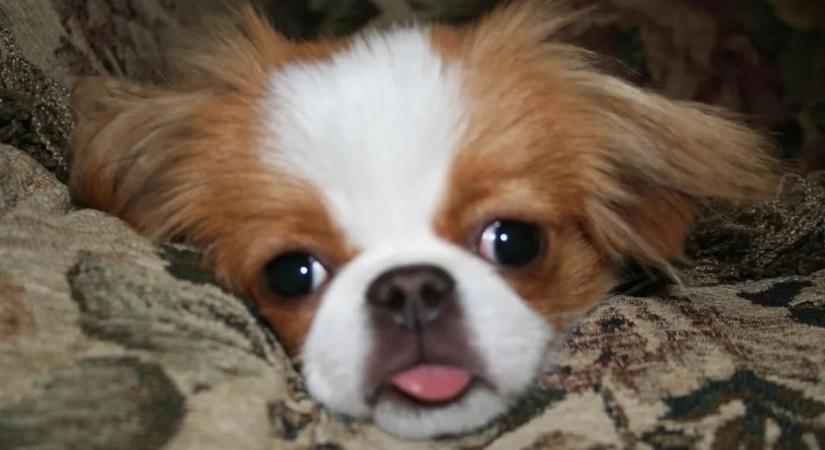 Óriási veszélyben a népszerű kutyafajták: drámai figyelmeztetést tettek közzé