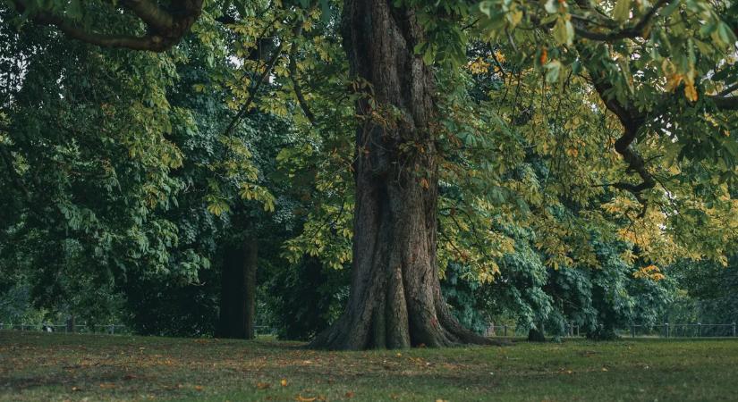 Szexbotrány a történelmi parkban: családok előtt estek egymásnak, mégsem mennek börtönbe