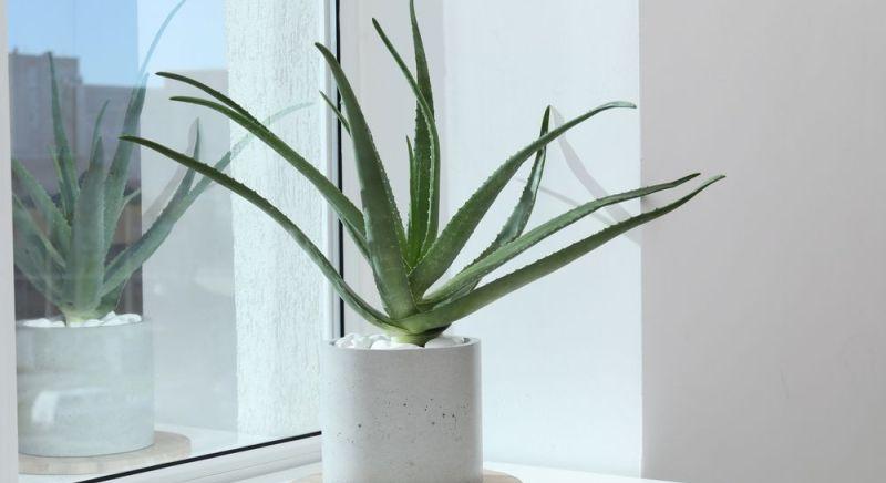 Egy ismert szobanövény segíthet az Alzheimer-kór elleni küzdelemben