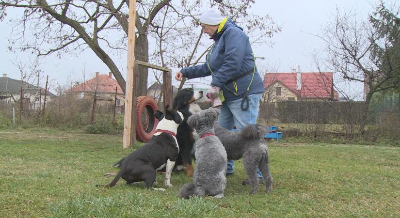 Kutyások figyelem: lassan vége az ebösszeírásnak