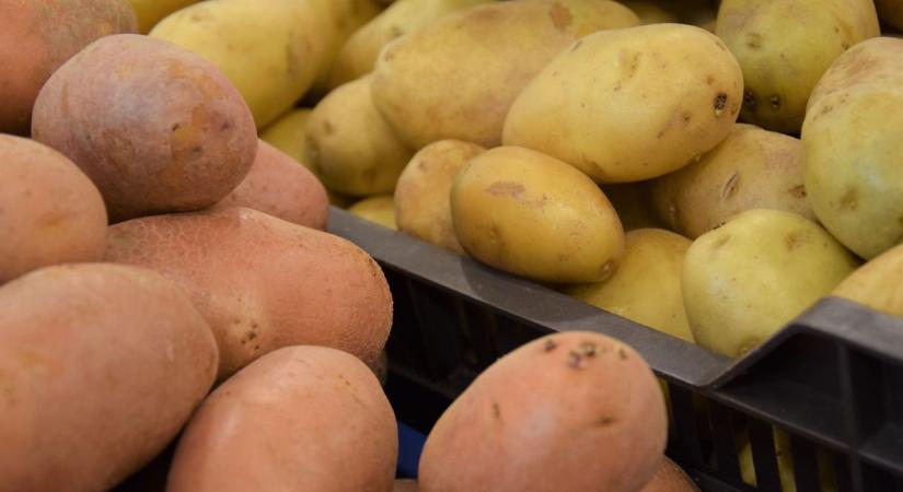 Ingyen osztogatják a krumplit, vagy piszkos drága lesz? Egy biztos: nagy a burgonyabaj az EU-ban
