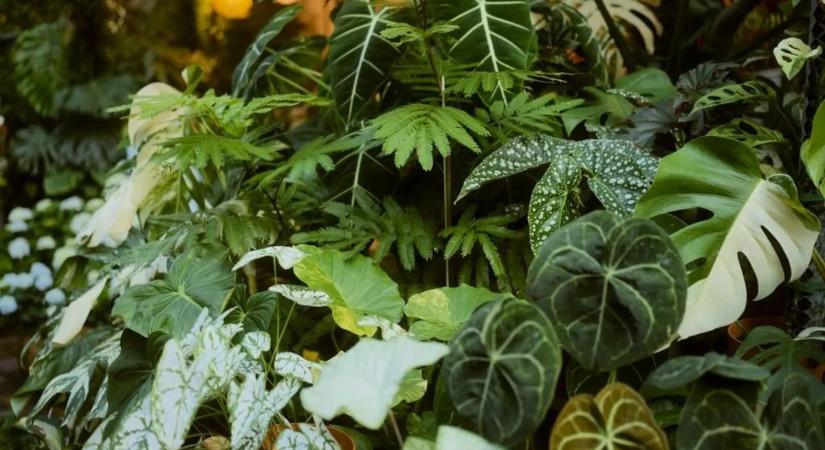 Fény derült a szobanövények titkára; nem fogja elhinni, mit tesznek az otthonával