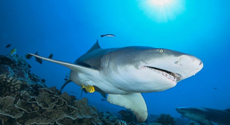 A világ második legnagyobb cápafaját észlelték a magyarok egyik kedvenc üdülőhelyén