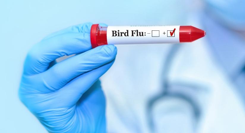 Támad a madárinfluenza Csongrád-Csanád vármegyében