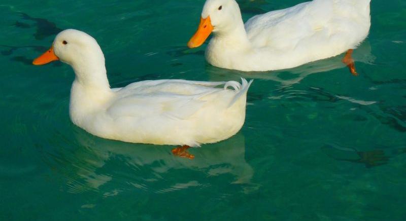 Leölnek 24 ezer kacsát Zsombón a madárinfluenza-vírus miatt