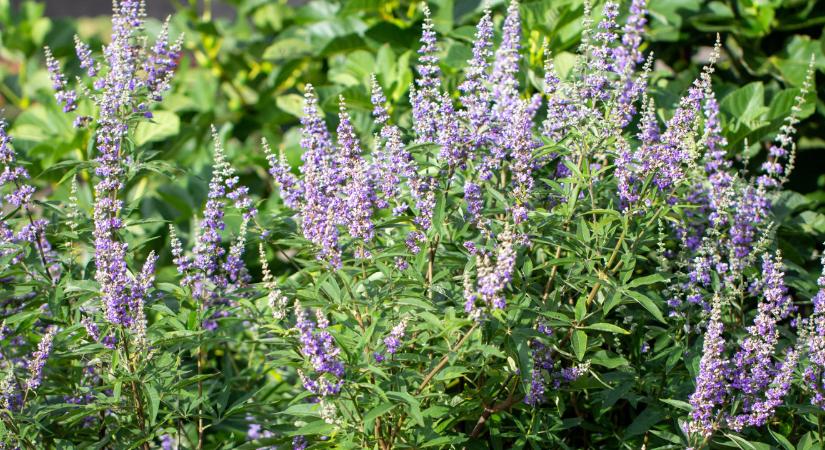 Ezért esküsznek a gyógyszerészek a barátcserje szedésére: a hormonoktól az idegrendszerig jótékonyan hat