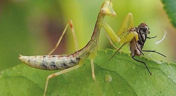 Rettegnek a méhészek, megjelent nálunk is az óriási imádkozó sáska