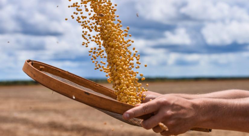 Tényleg ez lehet a magyar földek új csodanövénye?
