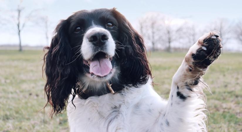 Ha rád teszi a kutyád a mancsát, ezt üzeni vele