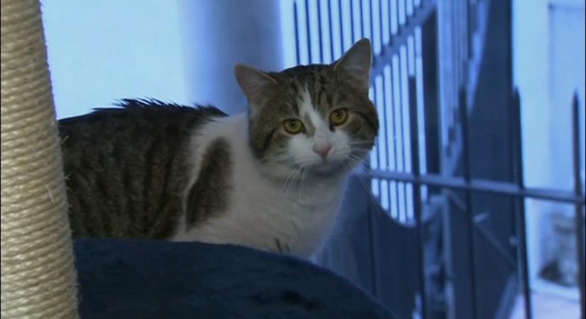 Donald Trumpot is a háttérbe szorította – így lett Larry világsztár macska